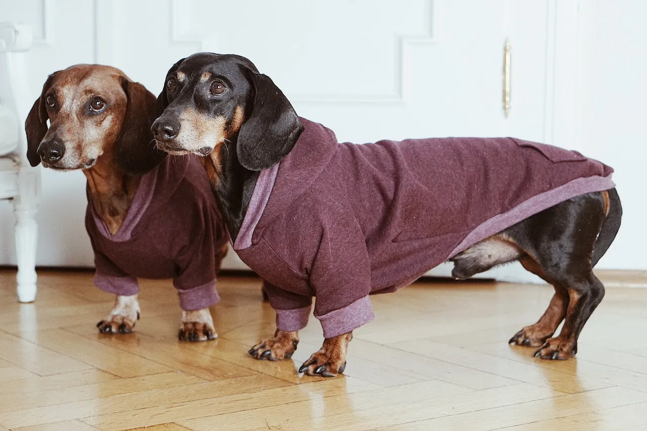 Dachshund bordeaux hoodie Selena