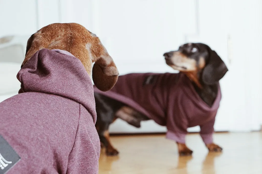 Dachshund bordeaux hoodie Selena